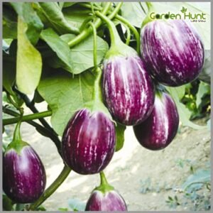 VEG BRINJAL STRIPES (VARI KATHRI) - Image 1