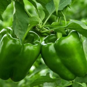 CAPSICUM GREEN - Image 1