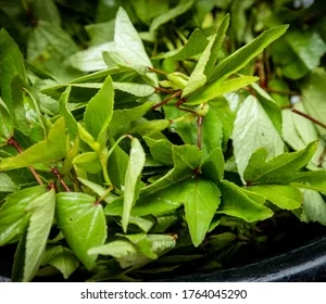 GONGURA LEAVES - Image 1